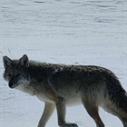 Reader photos: Coyote caught in Granby