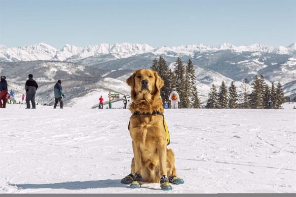 Pet insurance records reveal Colorado’s most popular dog breed and name