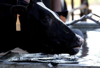 Bird flu has spread to cows in Colorado. Is avian influenza threat? We...