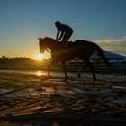 Kentucky Derby winner Mystik Dan takes on 7 other horses in the 149th Preakness