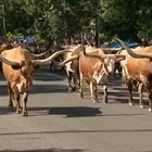 Greeley Stampede picks grand marshals for Independence Day parade