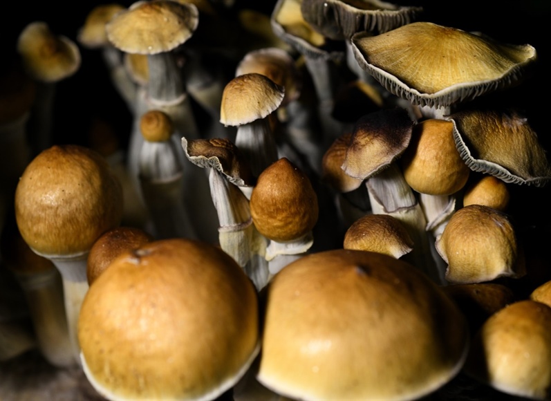 Curious about psychedelics? Colorado nonprofit launches hotline to answer your...