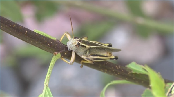 Why is Colorado seeing so many grasshoppers?