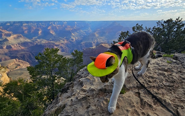 Colorado “adventure cats” are getting a paw up in the outdoor world