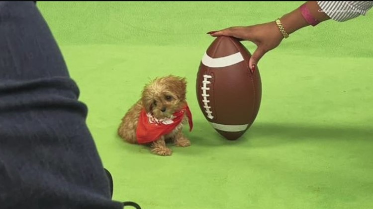 Beloved pup Sweetpea passes away after journey to Puppy Bowl