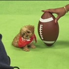 Beloved pup Sweetpea passes away after journey to Puppy Bowl