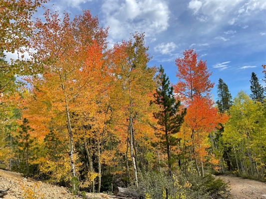 Fall colors starting to come out in northern mountains, but peak is yet to come