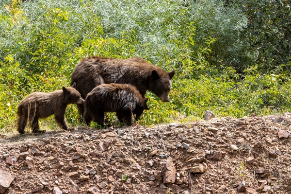 Trinidad man cited for fatally shooting two bear cubs