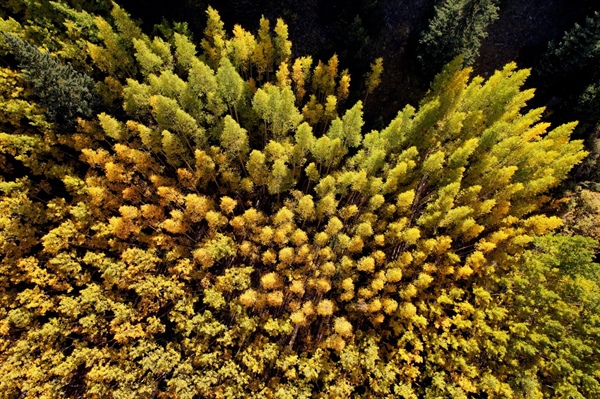 Mountain drivers frustrated with illegal parking, leaf-peeping “ding dongs”