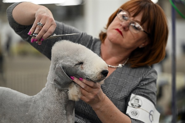 PHOTOS: 2024 Colorado Kennel Dog Show