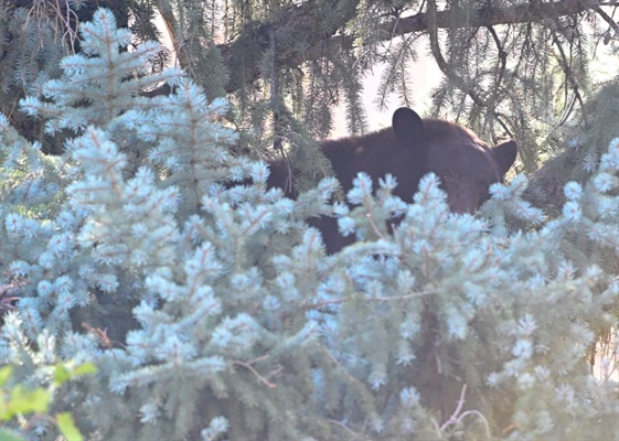 Officials warn Boulder County residents about bear activity