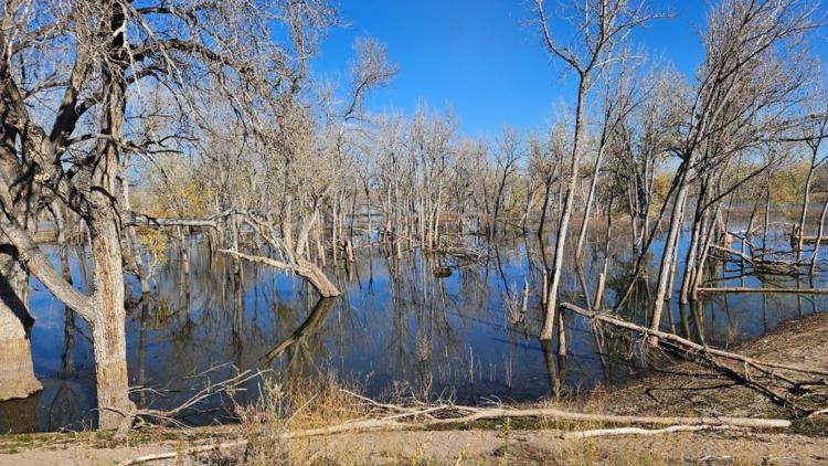 2,700 trees will be removed at Chatfield State Park starting this week