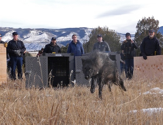 Colorado has spent $4.7M on wolf reintroduction so far