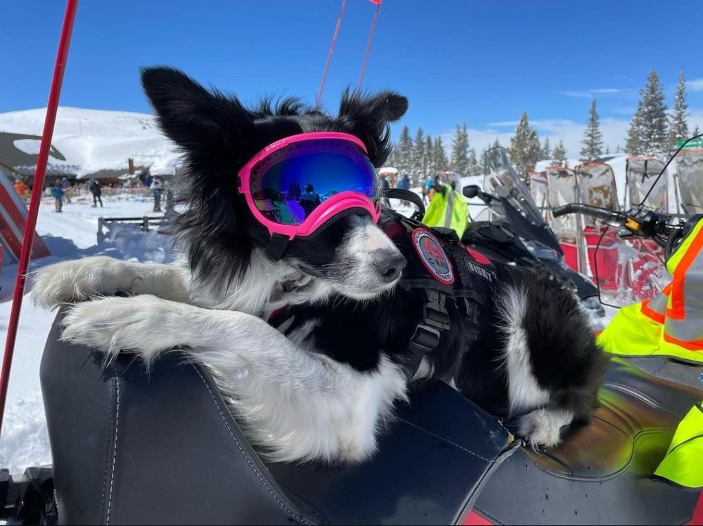 Winter Park brewery hosts fundraiser for Winter Park Ski Patrol Avalanche Dog Team