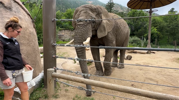 Cheyenne Mountain Zoo elephant case heads to Colorado Supreme Court