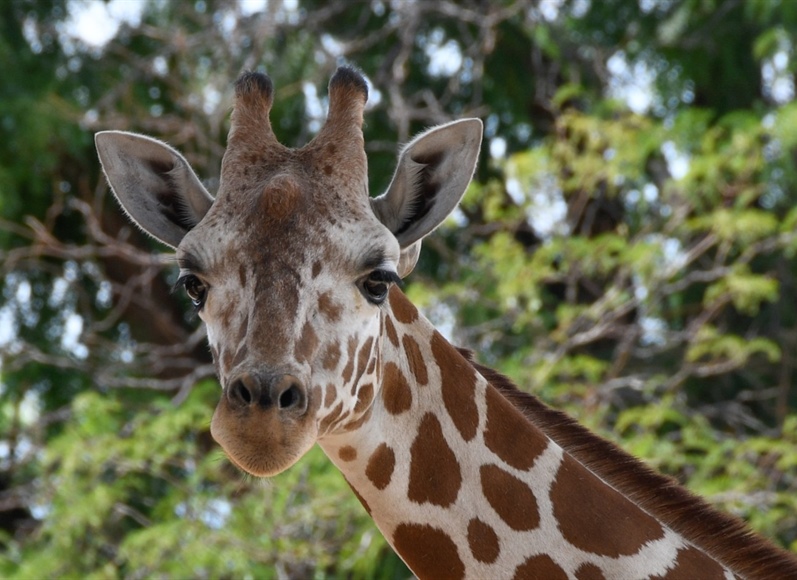 Denver Zoo giraffe BB expecting first baby, due in March