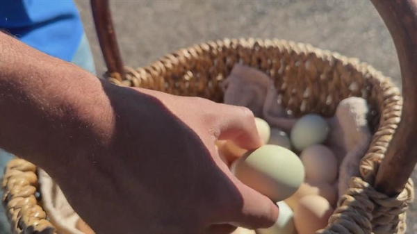 Business is booming for small Colorado chicken farmers amid high egg costs, bird flu concerns