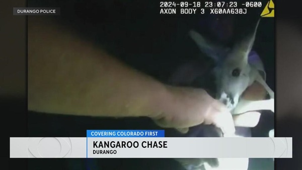 Police in southwestern Colorado capture kangaroo that ran away from home