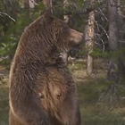 Grizzly Bear 399 fatally struck by car in Wyoming