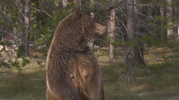 Grizzly Bear 399 fatally struck by car in Wyoming