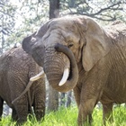 Should elephants have the same rights as people? A court in Colorado may decide