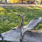 Colorado Parks and Wildlife officer frees deer tangled in nylon rope near Bayfield