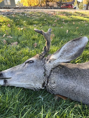 Colorado Parks and Wildlife officer frees deer tangled in nylon rope near Bayfield