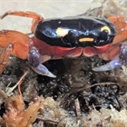 Stowaway “Halloween crab” discovered at DIA relocated to Denver Zoo